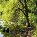 버드나무약국 이미지