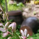 봉삼약초농장 이미지