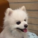 겨우리애견 | 관악구 애견미용 '남현댕' 포메라니안 가위컷 후기