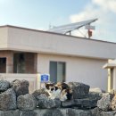 나메스테이 민박 | 제주 김녕 조용한 숙소 나메스테이 고양이가 찾아오는 곳