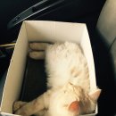 둘레길 동물병원 이미지