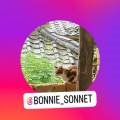 보니소네트 이미지