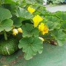 호박넝쿨 이미지