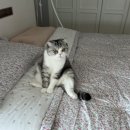 행복이불 이미지