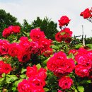 장미공원 주차장 이미지