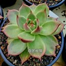 라온하제 이미지