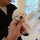 퍼피애견샵 이미지