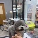 야옹아멍멍해봐(원성점) | 천안강아지미용실 안전한 통유리 야옹아멍멍해봐 원성점 , YM그루밍