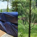 호수초교 이미지