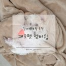미미네강아지 이미지