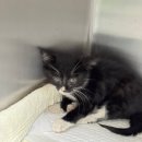 부일동물병원 이미지