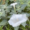 💮 흰독말풀 (Datura wrightii) 악마의 백색 나팔 · 가시 돋친 거대한 매혹의 화관 이미지