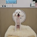 코코마리 | 구미 애견미용 추천 코코마리에서 미니어처 푸들 곰돌이컷 후기