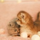 부산고양이분양 퍼스트캣 부산점 이미지