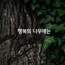 행복나무 Daum카페