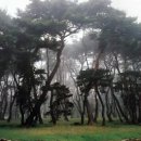 낙동정맥트레일(3코스-심미골단풍길) | 경주.남산