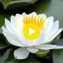 บัวขาว / White Water Lily 이미지