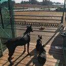 김제호두마루애견카페샵 이미지