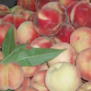 태식농장 이미지