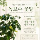 꽃핌 - 부천시 원미구 상이로39번길 7-9 | [후기] 녹보수 깍지벌레 비오킬 방역 성공 후기 녹보수 꽃말 (녹보수 꽃 핌)