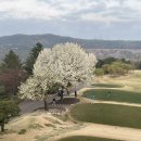 좋은추억 내가 24년전 용인 Lakeside Golf Club 에 식재 한 미국홍배나무(한국야생콩배) 개화사진 4윌12일 이미지