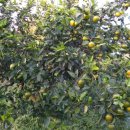 북치농장 이미지