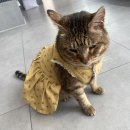 유성튼튼동물병원 이미지