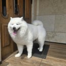 사랑할개 이미지