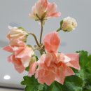 앙크 이미지