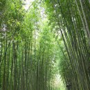 섬진강대나무숲길 이미지