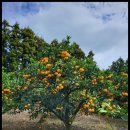 다미농장 이미지