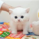 냥이의하루 카페.분양 | 성남고양이무료분양 예쁜냥이 많은 애견샵