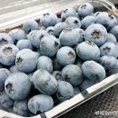 도곡농장 이미지