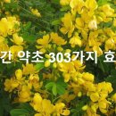 민간 약초 303가지 효능◈─―☞☞ 이미지