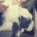 백록동물병원 이미지