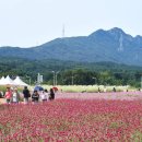 양주 ‘천만송이 천일홍 축제’ 팡파레… 오는 27일부터 3일간 이미지