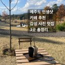 제주도 인생샷 카페 추천 - 감성 사진 맛집 3곳 총정리