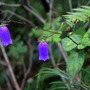 금강초롱 이미지