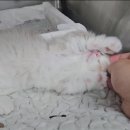 고덕 365 동물의료센터 이미지