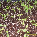 파파야1 이미지