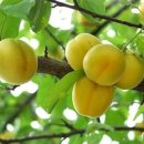 살구네집 이미지