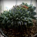 칠복농장 이미지