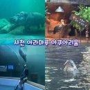 마루숍 | 경상남도 :) 사천 가볼 만한 곳 수족관 속 수영하는 하마를 볼 수 있는 아라마루 아쿠아리움