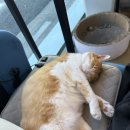 나비헤어 | 🌿강릉 반함헤어 뿌리탈색 후기✨ 고양이 나비와 함께한 힐링 미용실 방문기