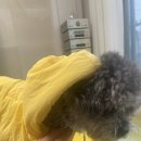 강아지 겨울패딩 꿀벌 뽀삐 내돈 내산 후기 (feat. 래핑 찰리)