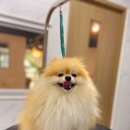 반짝반짝내작은개 이미지