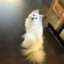 제퍼니즈
