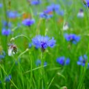 행복flower 이미지