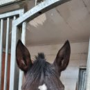 목포낙지감자탕 이미지