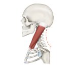 나이스한의원 이미지